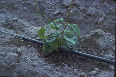 Riego Inteligente para Jardines en Época de Sequía en México